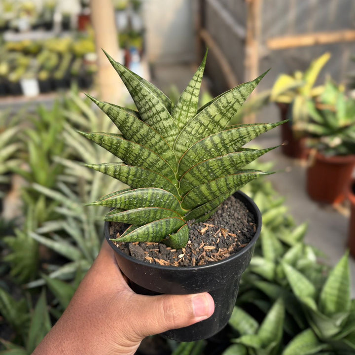 EXACT PLANT  Sansevieria sindoro ngipas