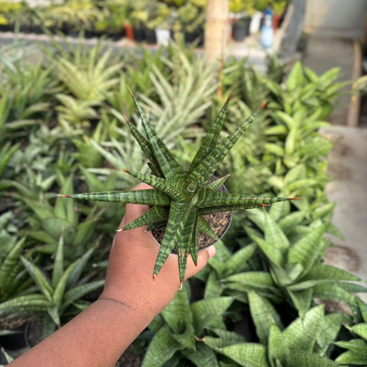EXACT PLANT Sansevieria Rorokidul