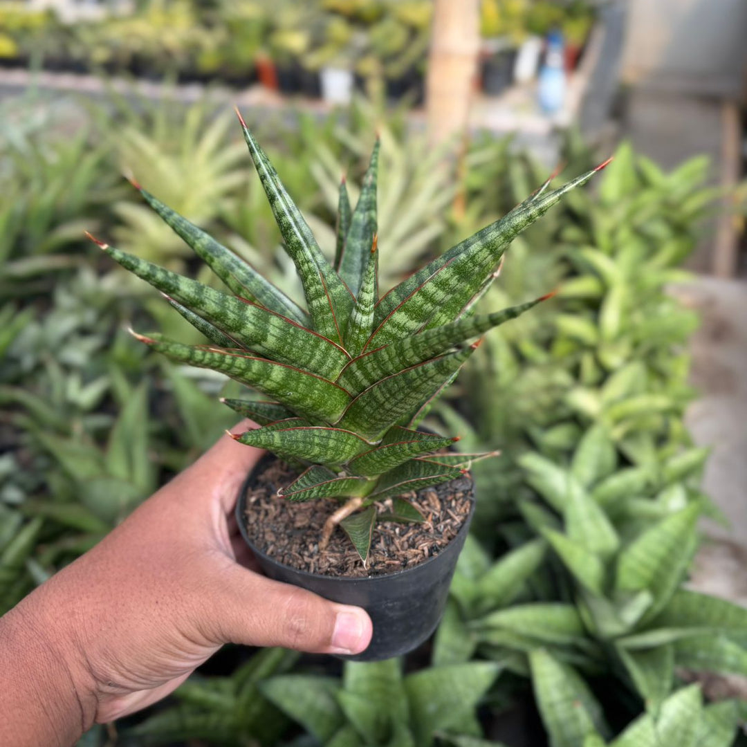 EXACT PLANT Sansevieria Rorokidul