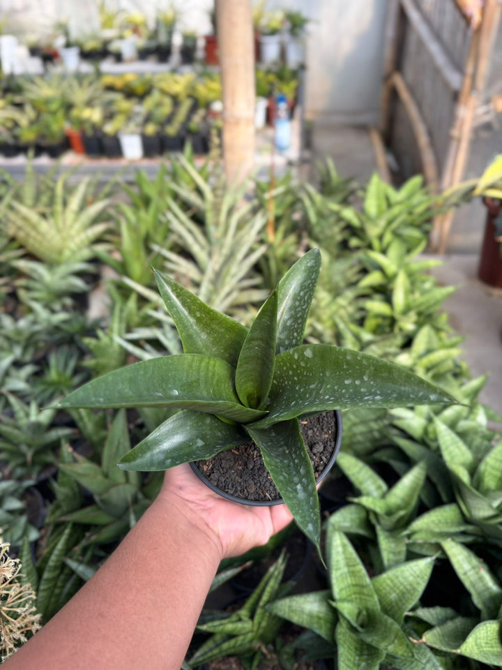 EXACT PLANT Sansevieria melani