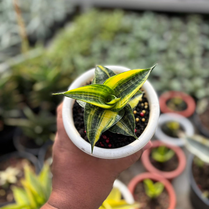 Sansevieria Ariella Boncel  Variegated