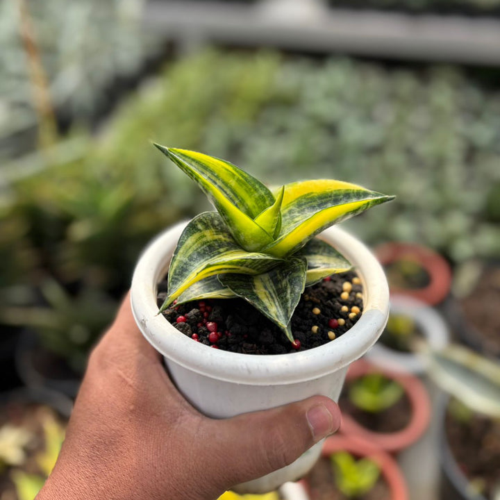 Sansevieria Ariella Boncel  Variegated