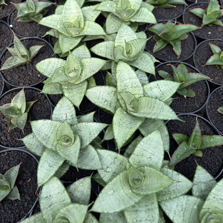 Sansevieria siliwangi
