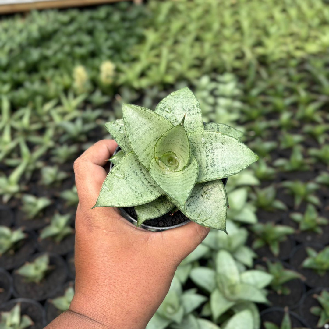Sansevieria siliwangi