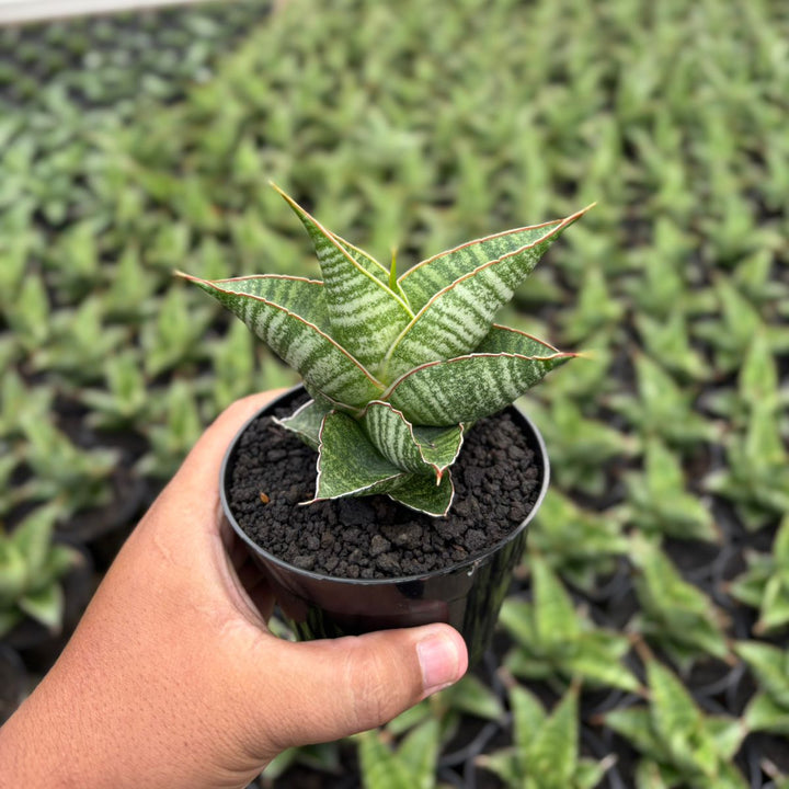 Sansevieria aurora