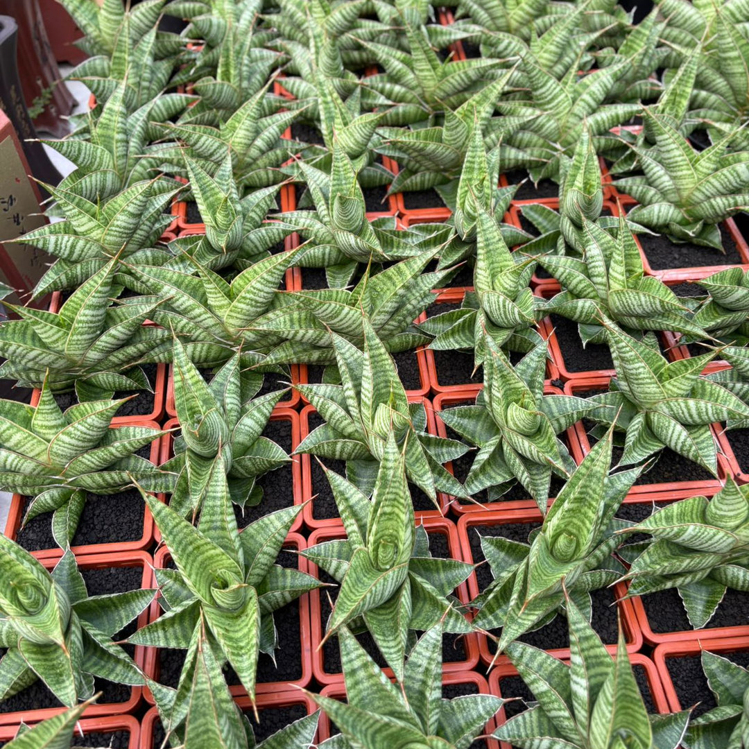 Sansevieria aurora