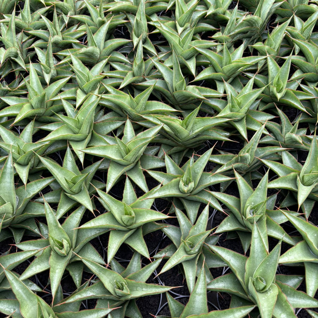 Sansevieria Mahendra