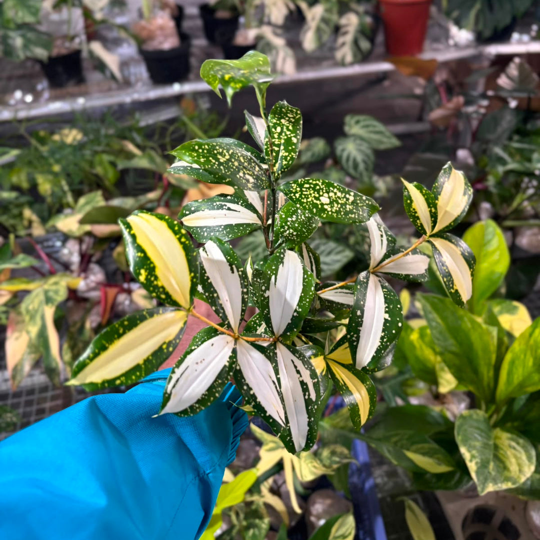 Dracaena Surculosa &