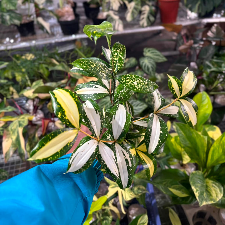 Dracaena Surculosa &