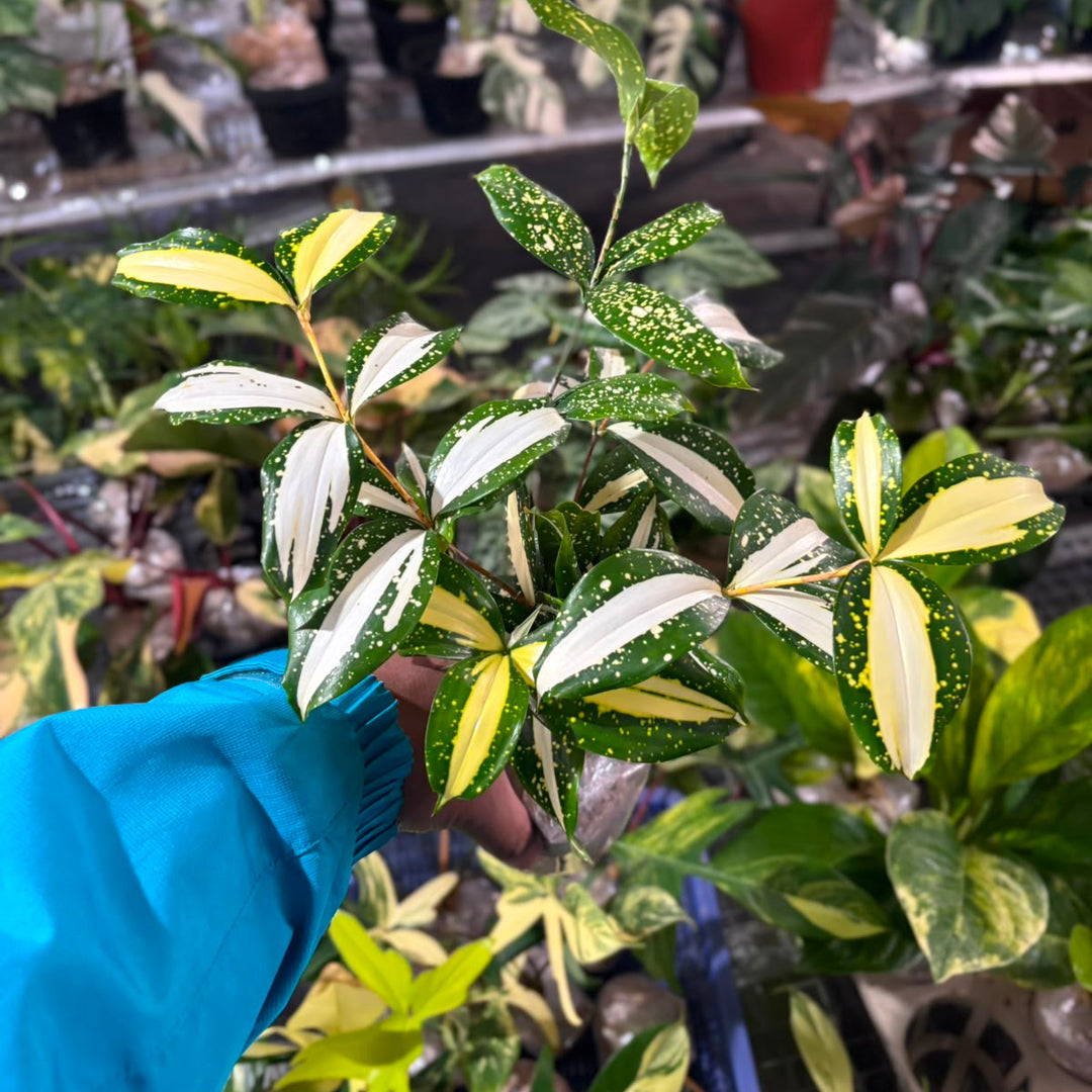 Dracaena Surculosa &