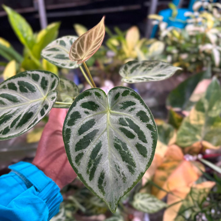 Anturium silver blush