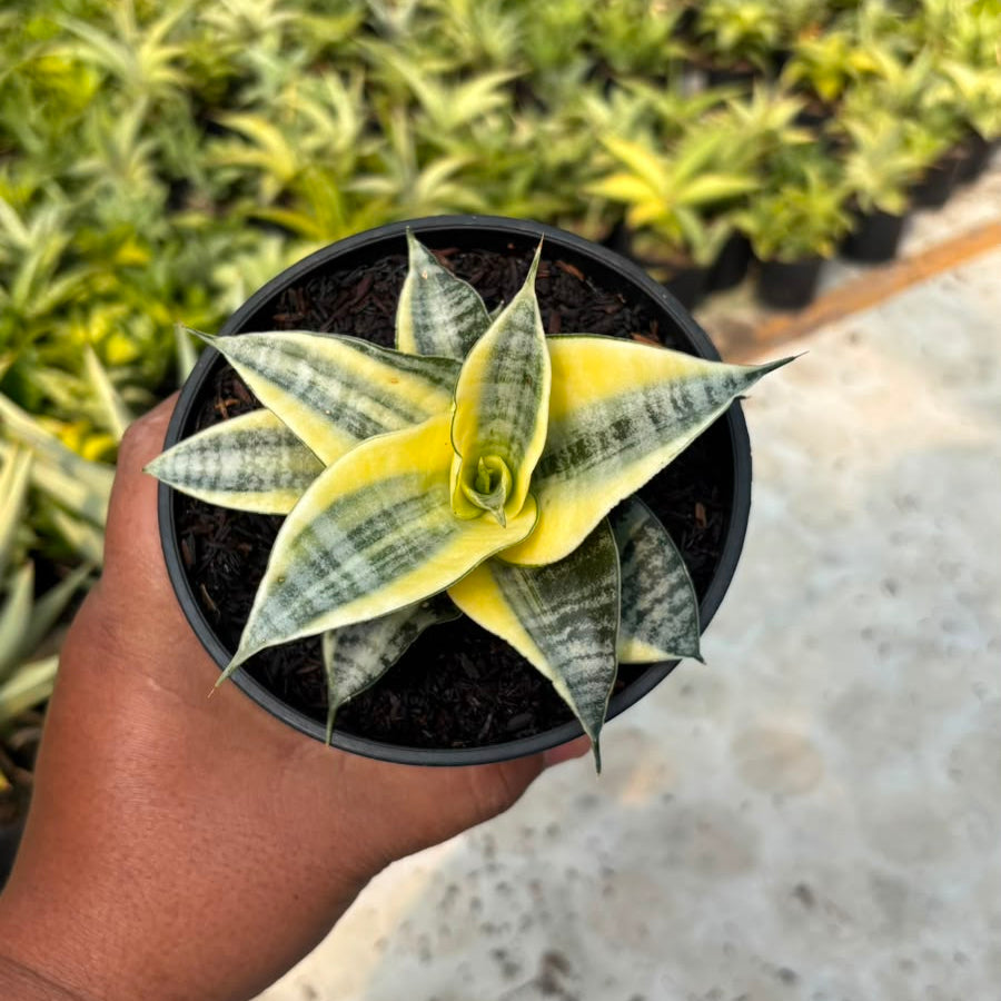 SA30 sansevieria spyder variegated