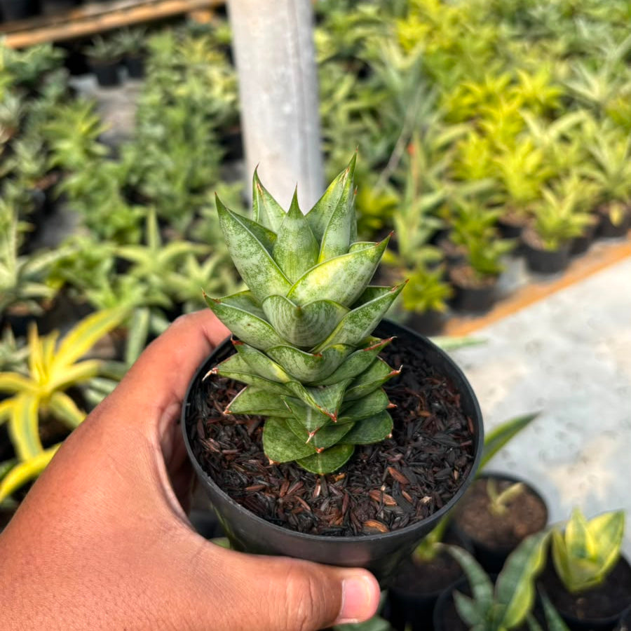 SA29 Sansevieria vagoda variegated