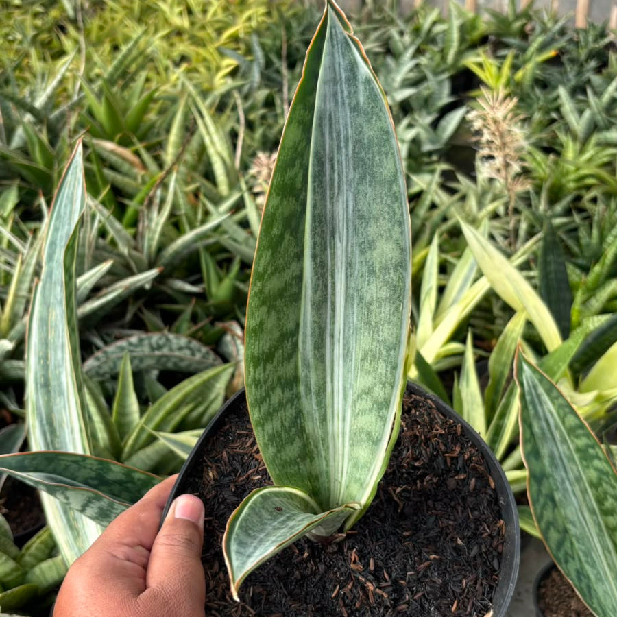sansevieria bruda-succulentasia.com
