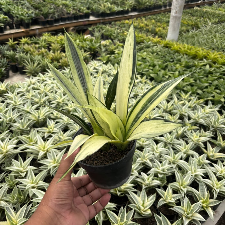 SA04 2 pcs Sansevieria Beautisensation variegated white