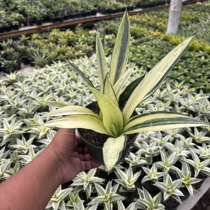 SA04 2 pcs Sansevieria Beautisensation variegated white