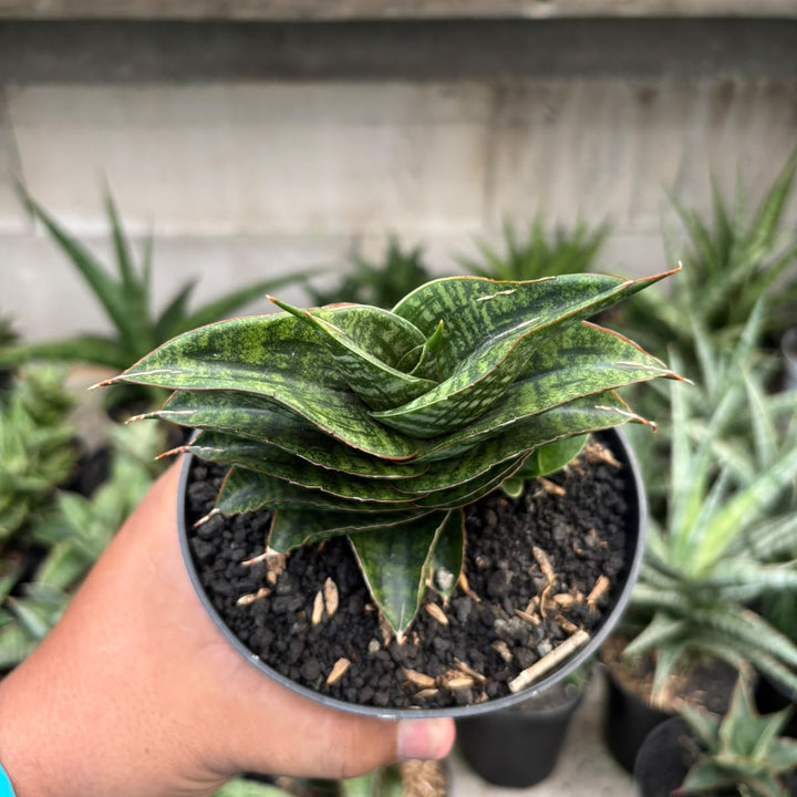 Sansevieria  marsha anjani x sindoro