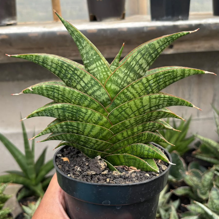 Sansevieria  marsha anjani x sindoro