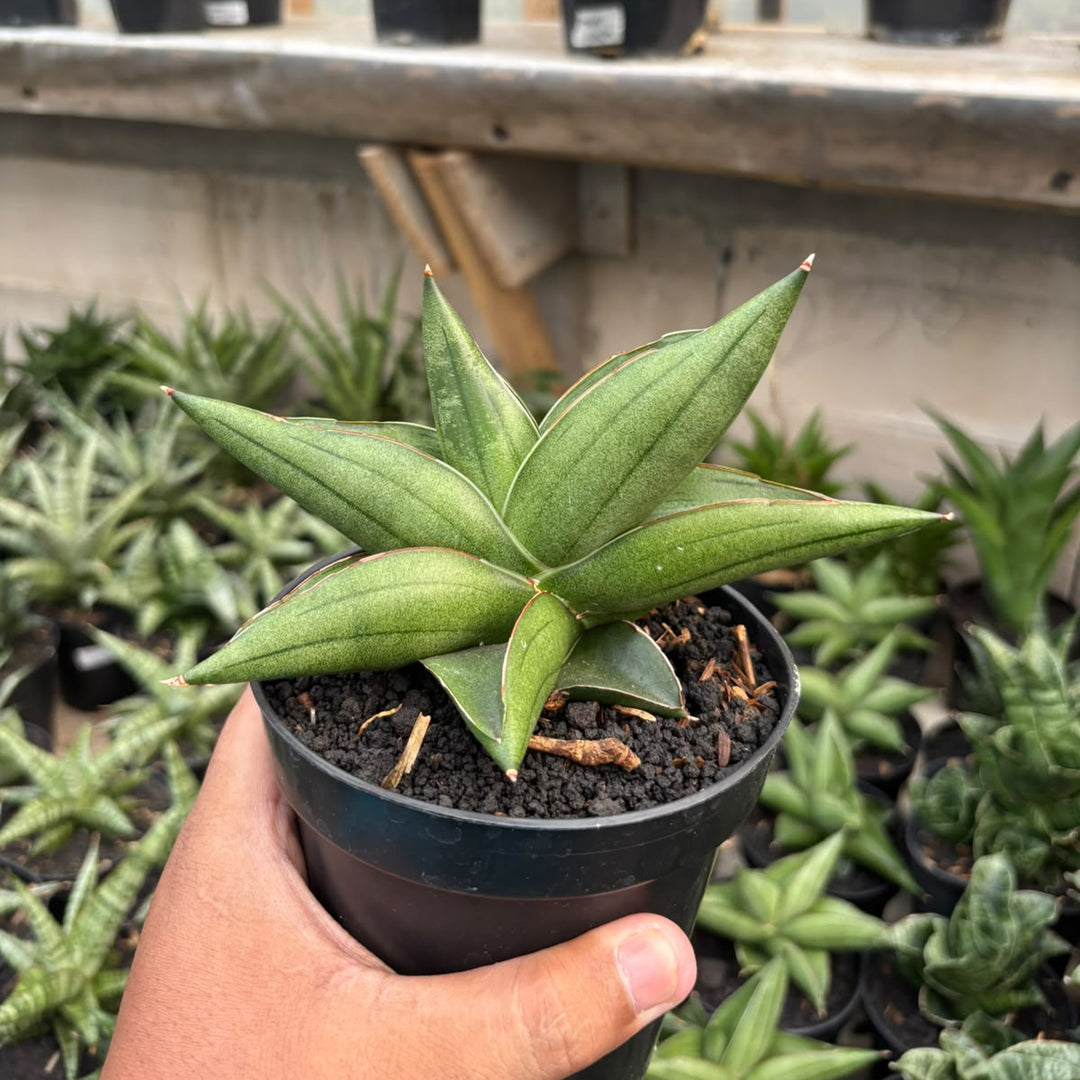 Sansevieria Rajawali