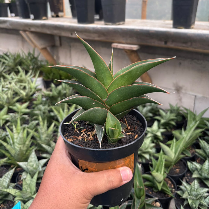 sansevieria kukubima
