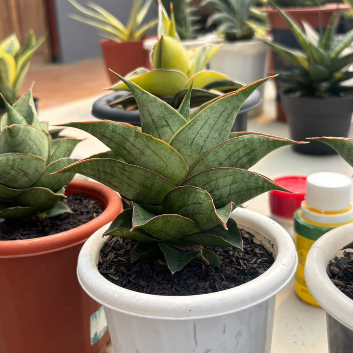 Sansevieria Burayak