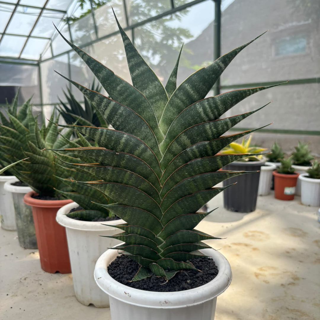 EXACT PLANT S ansevieria Jhodipati BIG