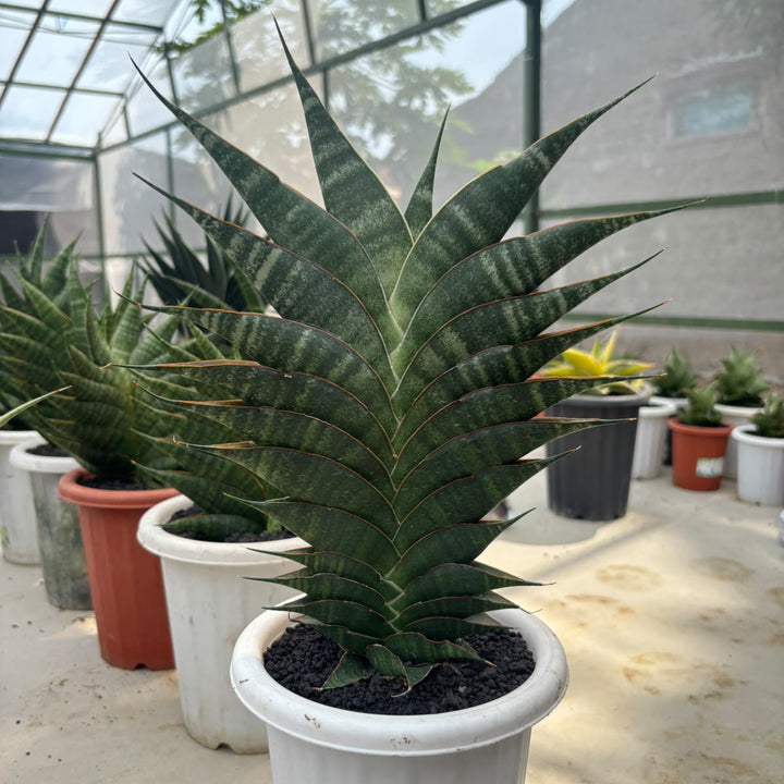 EXACT PLANT S ansevieria Jhodipati BIG