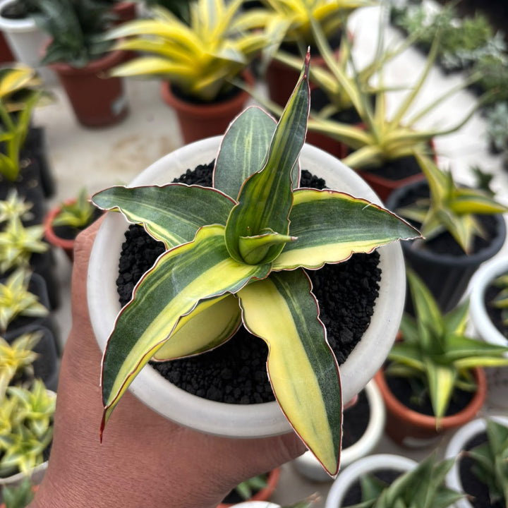 Sansevieria Ganesa variegated_succulentasia.com