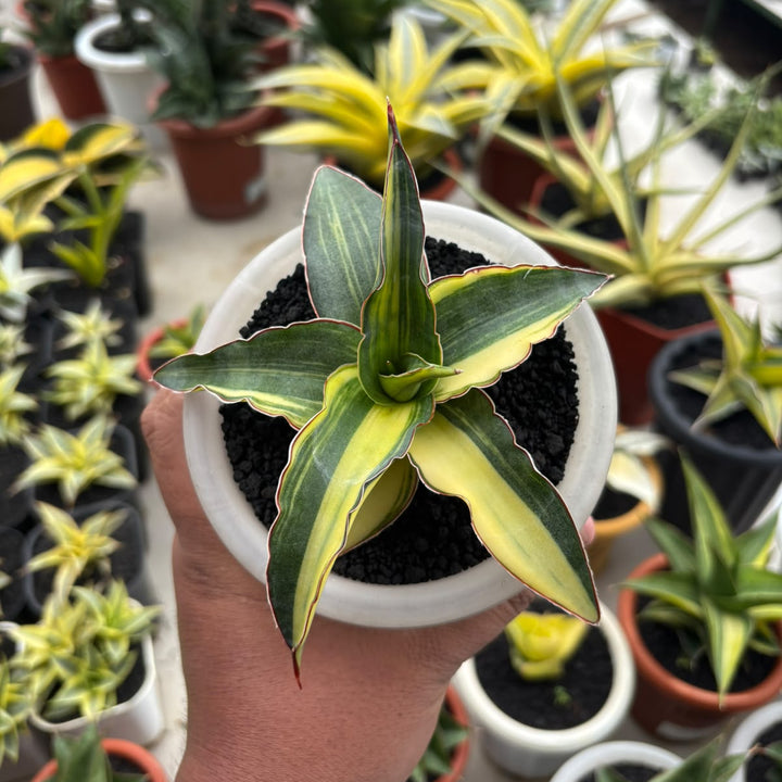 Sansevieria Ganesa variegated_succulentasia.com