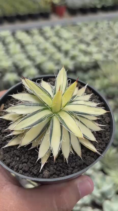 Agave Filifera Mediopicta