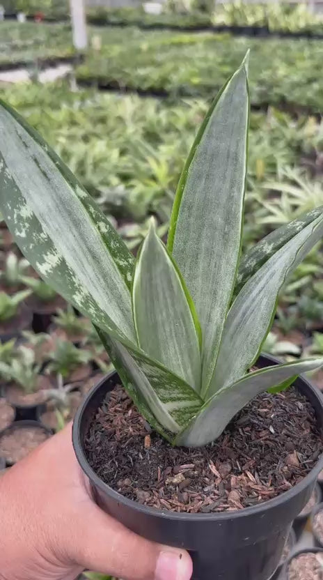 Sansevieria Trifasciata Morgenstern
