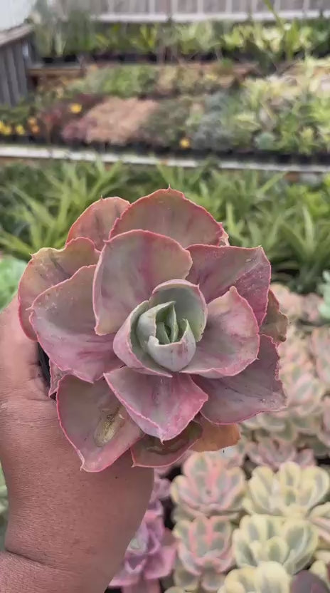 Echeveria rose rainbow