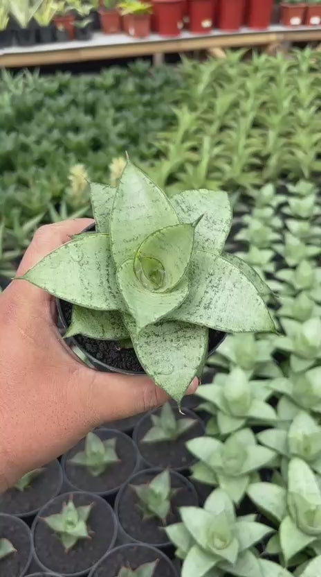 Sansevieria siliwangi