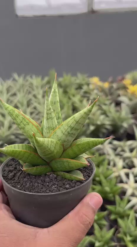 Sansevieria juleha