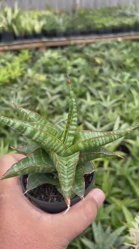 Sansevieria Gomloh