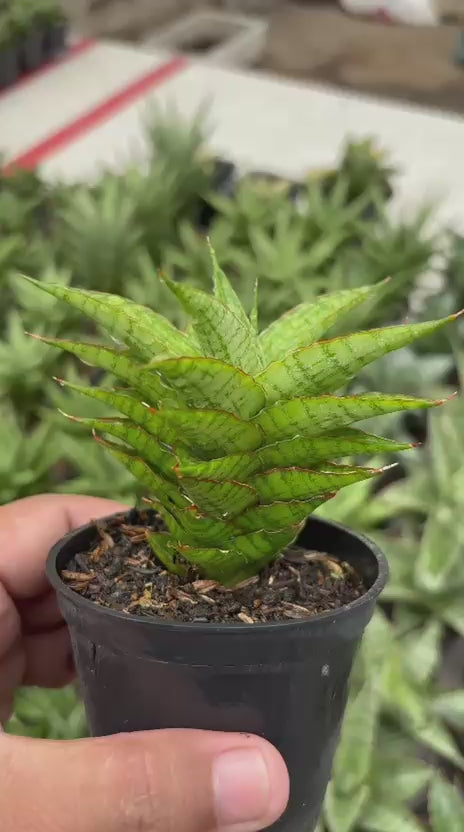 Sansevieria catline