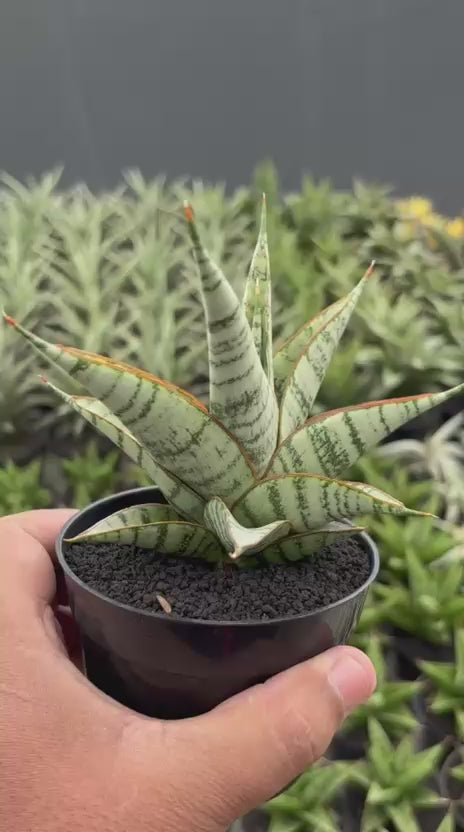 Sansevieria militer