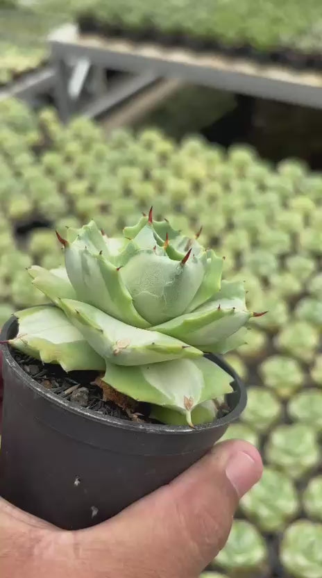 Agave Ohi Raijin Shiro Nakafu