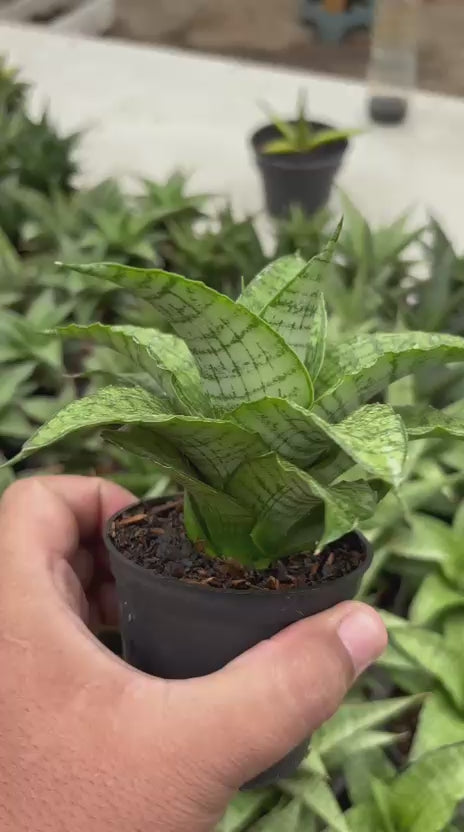Sansevieria Cassara