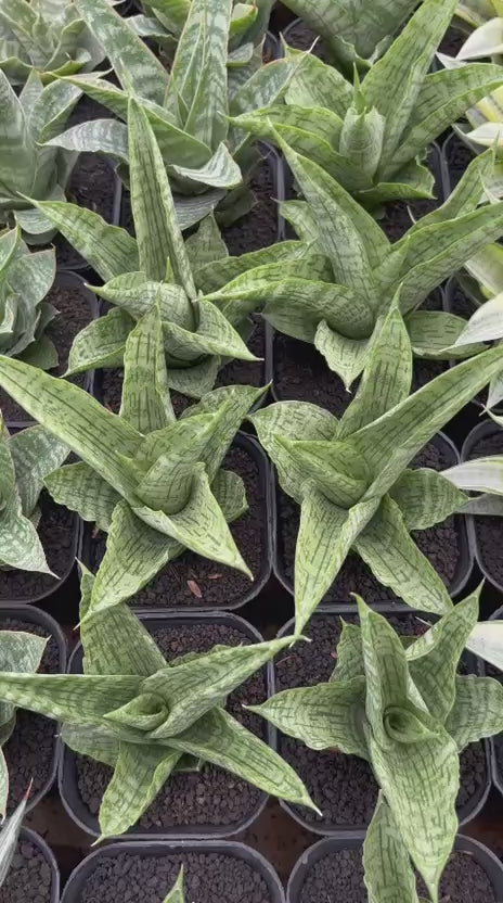 Sansevieria legacy