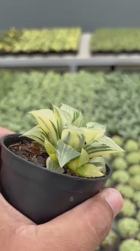 Haworthia Magnifica Variegated