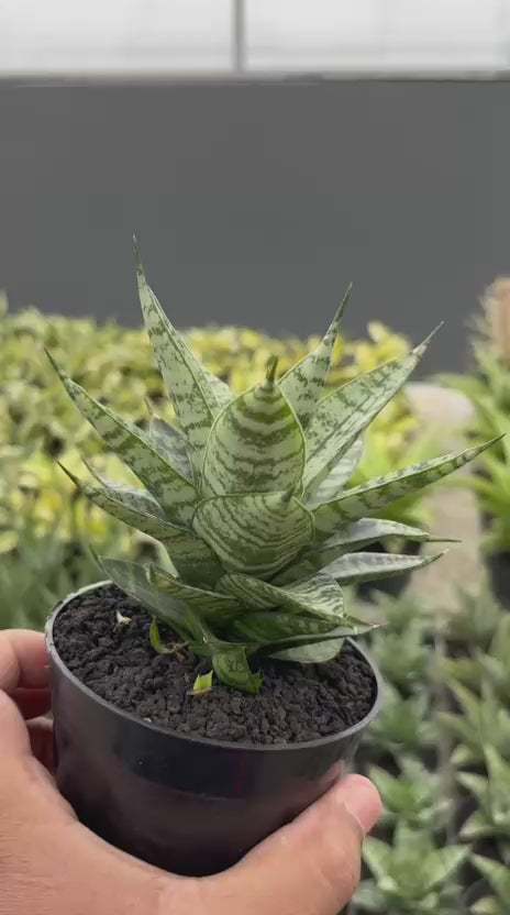 Sansevieria Pandawa