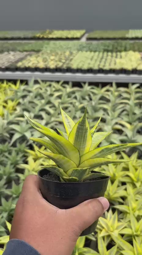 Sansevieria Cordova Variegated