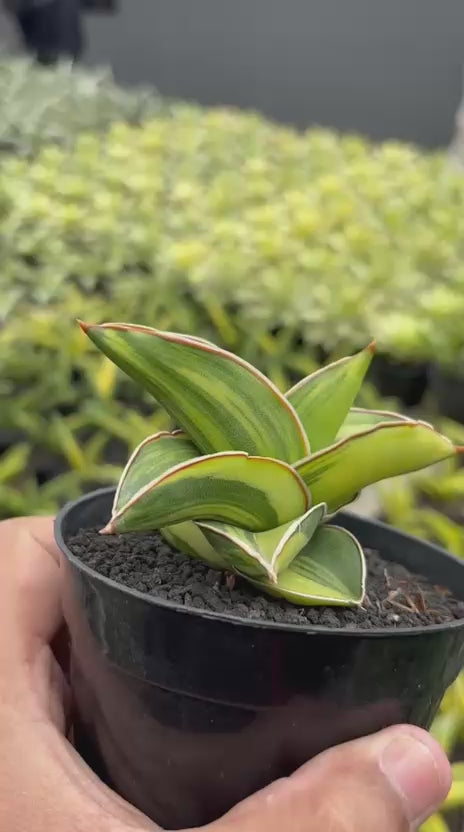 Sansevieria Samurai dwarf Variegated