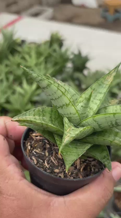 Sansevieria Marisa