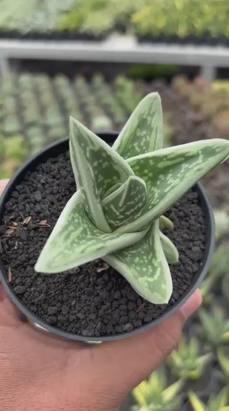 Gasteria White Ice