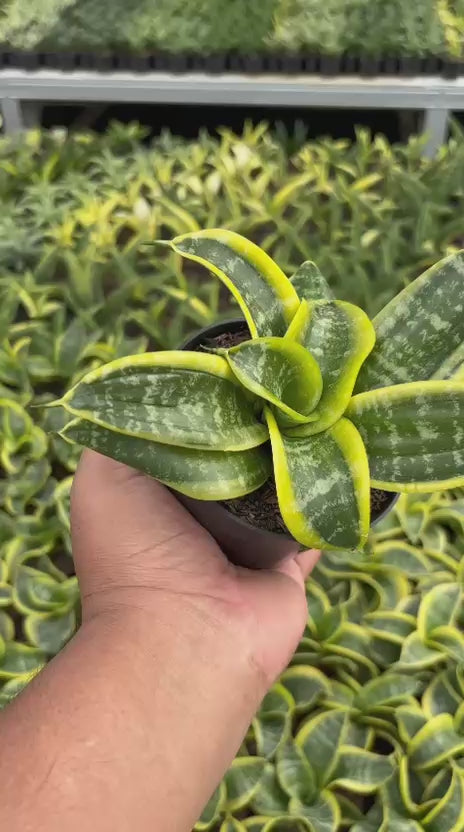 Sansevieria Hahnii Twister Tsunami