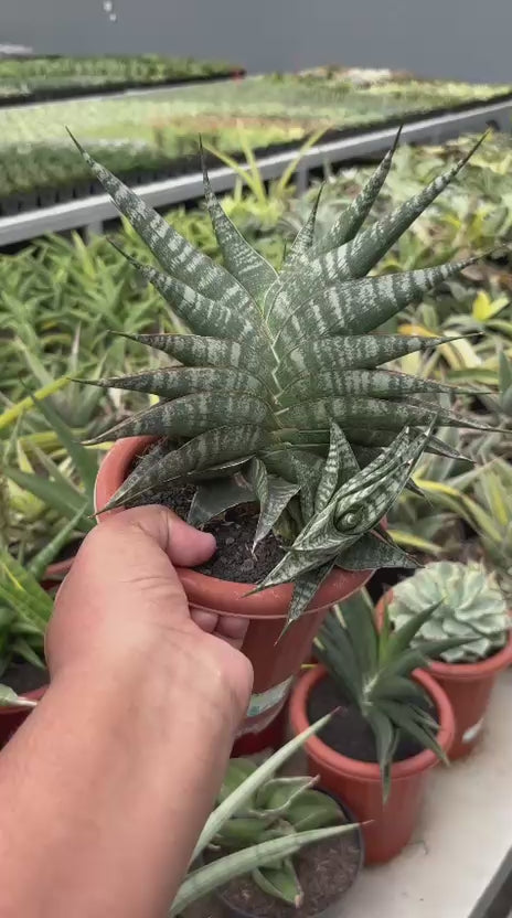 Sansevieria Vegeta