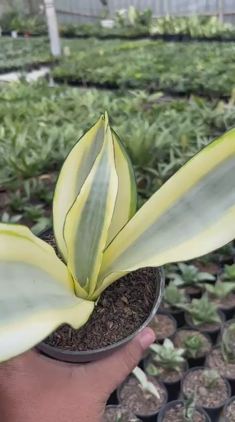 Sansevieria splash – Succulentasia