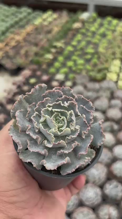 Echeveria truffles